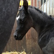 We welcome a new filly