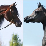 Pregnancy Announcement