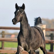 The 2011 foals have arrived